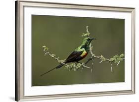 Beautiful Sunbird (Cinnyris Pulchella)-James Hager-Framed Photographic Print