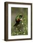 Beautiful Sunbird (Cinnyris Pulchella)-James Hager-Framed Photographic Print