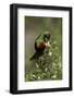 Beautiful Sunbird (Cinnyris Pulchella)-James Hager-Framed Photographic Print