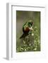 Beautiful Sunbird (Cinnyris Pulchella)-James Hager-Framed Photographic Print