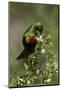 Beautiful Sunbird (Cinnyris Pulchella)-James Hager-Mounted Photographic Print