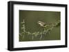 Beautiful Sunbird (Cinnyris Pulchella)-James Hager-Framed Photographic Print