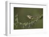 Beautiful Sunbird (Cinnyris Pulchella)-James Hager-Framed Photographic Print