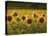 Beautiful Sunflower Field, Cape Elizabeth,Maine-Nance Trueworthy-Stretched Canvas