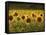 Beautiful Sunflower Field, Cape Elizabeth,Maine-Nance Trueworthy-Framed Stretched Canvas
