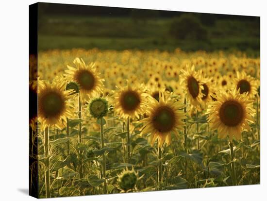 Beautiful Sunflower Field, Cape Elizabeth,Maine-Nance Trueworthy-Stretched Canvas