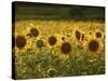 Beautiful Sunflower Field, Cape Elizabeth,Maine-Nance Trueworthy-Stretched Canvas