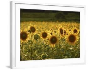 Beautiful Sunflower Field, Cape Elizabeth,Maine-Nance Trueworthy-Framed Photographic Print