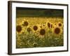 Beautiful Sunflower Field, Cape Elizabeth,Maine-Nance Trueworthy-Framed Photographic Print