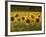 Beautiful Sunflower Field, Cape Elizabeth,Maine-Nance Trueworthy-Framed Photographic Print