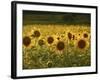 Beautiful Sunflower Field, Cape Elizabeth,Maine-Nance Trueworthy-Framed Photographic Print