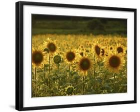 Beautiful Sunflower Field, Cape Elizabeth,Maine-Nance Trueworthy-Framed Photographic Print