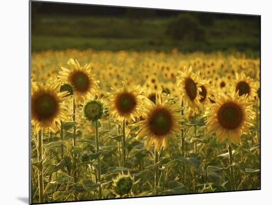 Beautiful Sunflower Field, Cape Elizabeth,Maine-Nance Trueworthy-Mounted Photographic Print