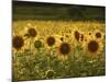 Beautiful Sunflower Field, Cape Elizabeth,Maine-Nance Trueworthy-Mounted Photographic Print