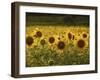 Beautiful Sunflower Field, Cape Elizabeth,Maine-Nance Trueworthy-Framed Photographic Print