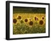 Beautiful Sunflower Field, Cape Elizabeth,Maine-Nance Trueworthy-Framed Photographic Print