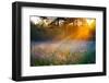 Beautiful Sunrise over a Summer Blossoming Meadow-yanikap-Framed Photographic Print