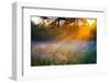 Beautiful Sunrise over a Summer Blossoming Meadow-yanikap-Framed Photographic Print