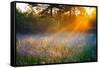 Beautiful Sunrise over a Summer Blossoming Meadow-yanikap-Framed Stretched Canvas