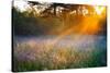 Beautiful Sunrise over a Summer Blossoming Meadow-yanikap-Stretched Canvas