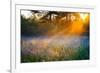 Beautiful Sunrise over a Summer Blossoming Meadow-yanikap-Framed Photographic Print