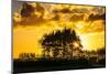Beautiful Sunset Behind a Bunch of Trees, Northland, North Island, New Zealand, Pacific-Michael-Mounted Photographic Print