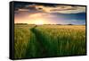 Beautiful Sunset, Field with Pathway to Sun, Green Wheat-Oleg Saenco-Framed Stretched Canvas