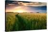 Beautiful Sunset, Field with Pathway to Sun, Green Wheat-Oleg Saenco-Stretched Canvas