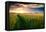 Beautiful Sunset, Field with Pathway to Sun, Green Wheat-Oleg Saenco-Framed Stretched Canvas