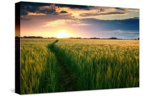 Beautiful Sunset, Field with Pathway to Sun, Green Wheat-Oleg Saenco-Stretched Canvas