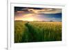 Beautiful Sunset, Field with Pathway to Sun, Green Wheat-Oleg Saenco-Framed Premium Photographic Print