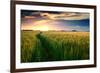 Beautiful Sunset, Field with Pathway to Sun, Green Wheat-Oleg Saenco-Framed Premium Photographic Print