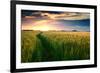 Beautiful Sunset, Field with Pathway to Sun, Green Wheat-Oleg Saenco-Framed Premium Photographic Print