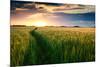 Beautiful Sunset, Field with Pathway to Sun, Green Wheat-Oleg Saenco-Mounted Premium Photographic Print