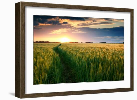 Beautiful Sunset, Field with Pathway to Sun, Green Wheat-Oleg Saenco-Framed Photographic Print