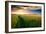 Beautiful Sunset, Field with Pathway to Sun, Green Wheat-Oleg Saenco-Framed Photographic Print