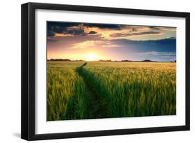 Beautiful Sunset, Field with Pathway to Sun, Green Wheat-Oleg Saenco-Framed Photographic Print