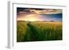 Beautiful Sunset, Field with Pathway to Sun, Green Wheat-Oleg Saenco-Framed Photographic Print