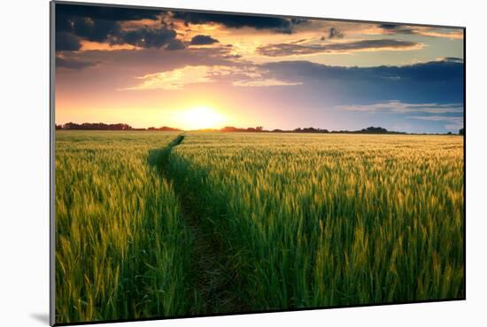 Beautiful Sunset, Field with Pathway to Sun, Green Wheat-Oleg Saenco-Mounted Photographic Print