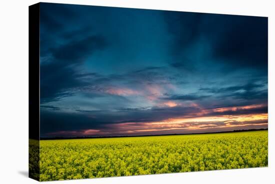 Beautiful Sunset in the Field-Oleg Saenco-Stretched Canvas