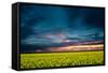 Beautiful Sunset in the Field-Oleg Saenco-Framed Stretched Canvas