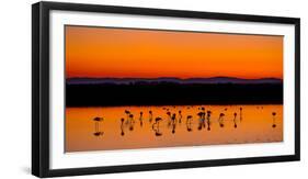 Beautiful Sunset Panorama with Flamingos Silhouettes, National Park Camargue, Provence, France-Jakub Gojda-Framed Photographic Print