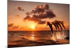 Beautiful Sunset with Dolphins Jumping-balaikin2009-Mounted Photographic Print