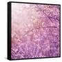 Beautiful Tender Cherry Tree Blossom in Morning Purple Sun Light-Anna Omelchenko-Framed Stretched Canvas