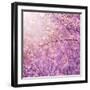 Beautiful Tender Cherry Tree Blossom in Morning Purple Sun Light-Anna Omelchenko-Framed Premium Photographic Print