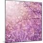 Beautiful Tender Cherry Tree Blossom in Morning Purple Sun Light-Anna Omelchenko-Mounted Premium Photographic Print