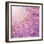 Beautiful Tender Cherry Tree Blossom in Morning Purple Sun Light-Anna Omelchenko-Framed Photographic Print