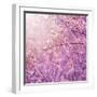 Beautiful Tender Cherry Tree Blossom in Morning Purple Sun Light-Anna Omelchenko-Framed Photographic Print