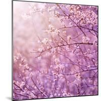 Beautiful Tender Cherry Tree Blossom in Morning Purple Sun Light-Anna Omelchenko-Mounted Photographic Print