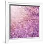 Beautiful Tender Cherry Tree Blossom in Morning Purple Sun Light-Anna Omelchenko-Framed Photographic Print